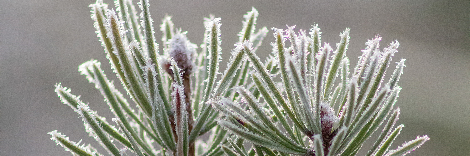 Actions for our environment